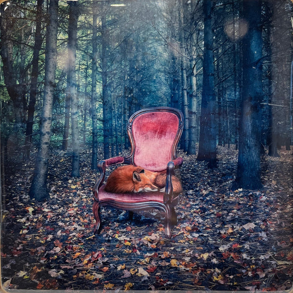 Sweet Dreams, 8" x 8" Photograph Morgan Jones