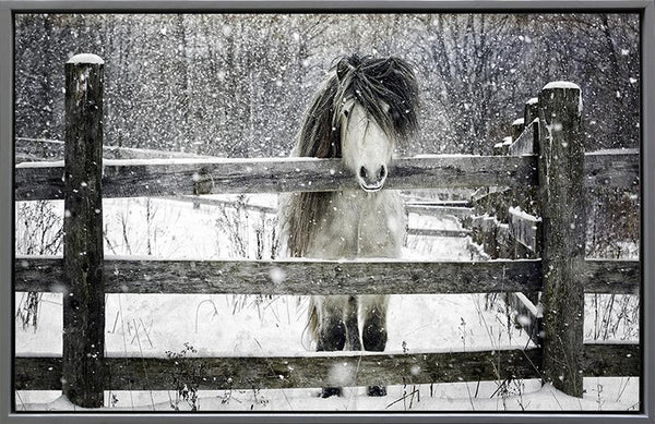 Morning Hair, 26" x 38" Photograph M. Jones